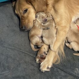 Chesapeake Bay Retriever and Golden Retriever Puppies from Oxford Farm Kennels