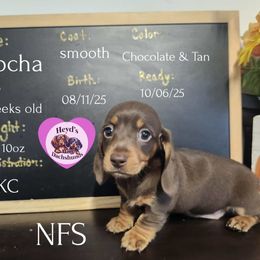 Aurora - Chocolate and tan female Dachshund puppy in Hoquiam, Washington from Heyd's Mini Dachshunds