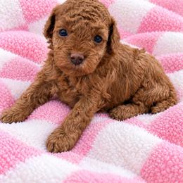 Porcha - Red  female Poodle puppy in Naples, Florida from Paradise Paws