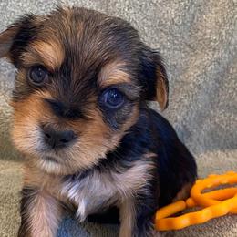 Dachshunds and Morkies from Amazing Morkies