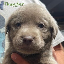 Thunder - Dilute Retriever puppy from Chickentown Labradors