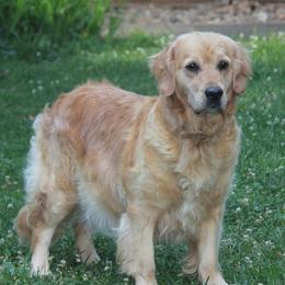 Rinsa - Golden Retriever
