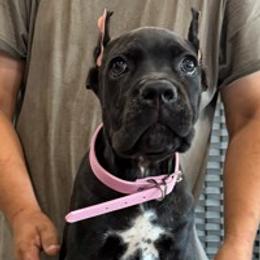 Light Pink Collar Girl - AKC and ICCF - Callie x Lawman - Black brindle female Cane Corso puppy in Gorman, Texas from McOmber Country Kennels