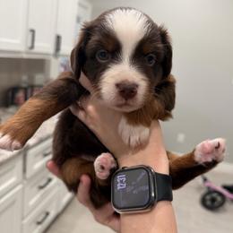Beth - Red tri female Miniature Australian Shepherd puppy in Sweeny, Texas from Peach Creek Minis