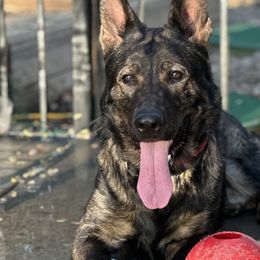 Buddy - German Shepherd