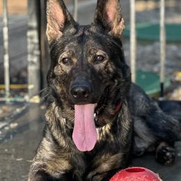 Buddy - German Shepherd