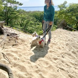 West Highland White Terrier Puppies from Bountiful Westies of West Michigan