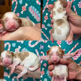 Banana - Parti female Goldendoodle puppy in Yuciapa, California from AlltheDoodlez_