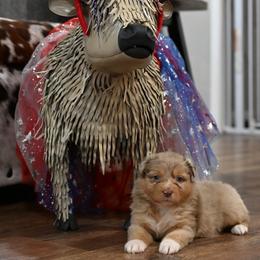 Thelma - Red merle female Australian Shepherd puppy in Wichita Falls, Texas from Spotted Mule Aussies
