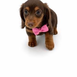Elsa - Chocolate and tan female Dachshund puppy in Illinois from William Rotsaert