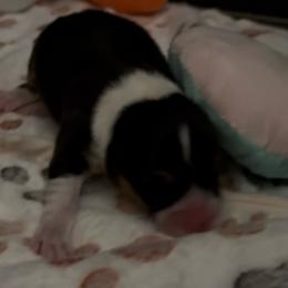 AKC RHT 4 Blue - Black and tan female Pembroke Welsh Corgi puppy in Summerfield, Florida from Promise Land Farm
