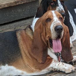 Oliver - Basset Hound