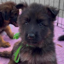 Boy 4 - Black and red male German Shepherd puppy in Valley Springs, South Dakota from Von Pasch German Shepherds