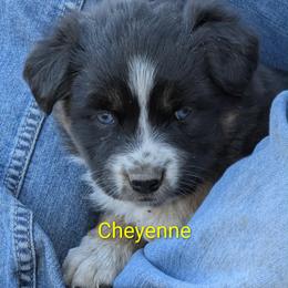 Cheyenne - Black tri-color female Australian Shepherd puppy in Parker, Colorado from Legacy Ranch Australian Shepherds