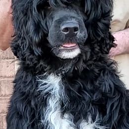 Portuguese Water Dog Puppies from Alto Mare PWDs