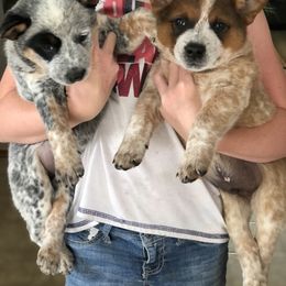 Australian Cattle Dog Puppies from 4C Cattle Dogs