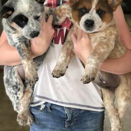 Australian Cattle Dog Puppies from 4C Cattle Dogs