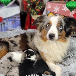 Crystal - Miniature Australian Shepherd