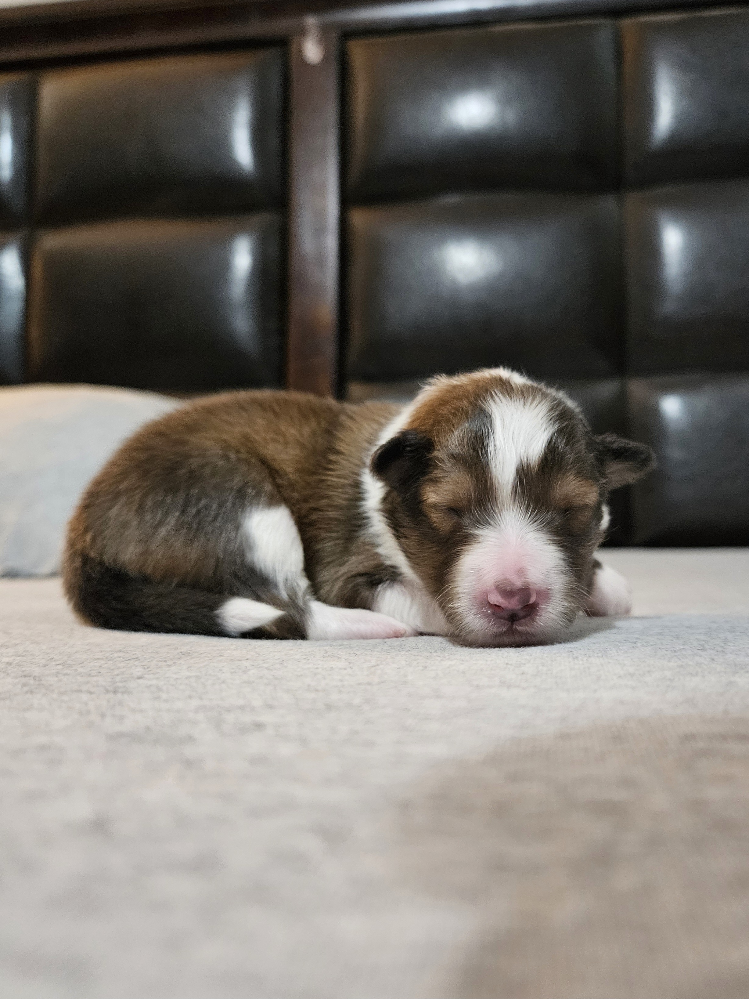 Shetland Sheepdog Puppies from Henotic Homestead's Shetland Sheepdogs