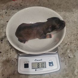 Myrtle - Liver female Miniature Schnauzer puppy in Sandy, Utah from Phantom League Schnauzers