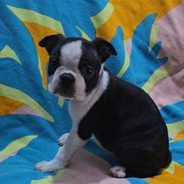 Purple - Black and white female Boston Terrier puppy in Clinton Township, Michigan from Greenberg's Boston Terriers & Bullies of Metro Detroit