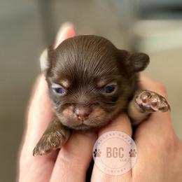 Coal - Chocolate and tan male Chihuahua puppy in Forsyth, Georgia from Brooks Grove Canines LLC