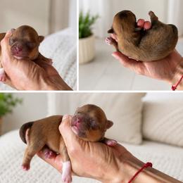 Simba - Red and white male Chihuahua puppy in Miami, Florida from Natalias Tiny Puppies