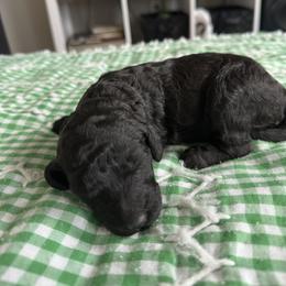 Ms Black - Black female Poodle puppy in Severance, Colorado from Cox's Poodle Pups