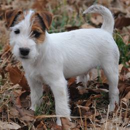 Bruiser - Tan and white male Jack Russell Terrier puppy in Parks, Arkansas from Ethical Jacks