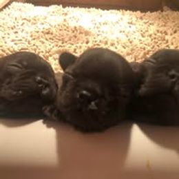 French Bulldog and Miniature Bull Terrier Puppies from Dogs of Dyhar