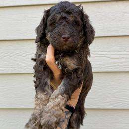 Benson - Phantom male Bernedoodle puppy in Horseshoe Bend, Idaho from Over the Moon Poodles and Doodles