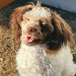 Cocker Spaniels and Poodles from Southern Family Kennel