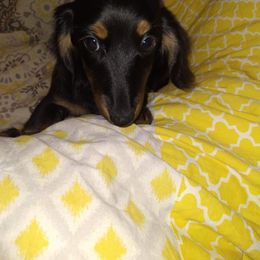 Dachshund Puppies from Linda Parcell