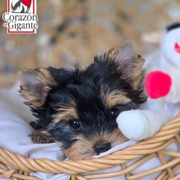Nigel - Black and tan male Yorkshire Terrier puppy in California from Corazon de gigante