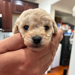 Magenta girl - Cream female Poodle puppy in Phoenix, Arizona from La Petite poodle