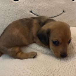 Boy 1 - Dapple male Dachshund puppy in Buckeye, Arizona from Ryder's Roundup