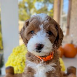Punkin - Red  female Goldendoodle puppy in Cannon County, Tennessee from Hilltop Doodles and Poodles