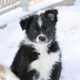 Australian Shepherd Puppies from Painted Blue Aussies