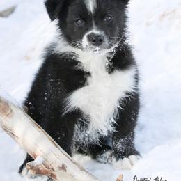 Australian Shepherd Puppies from Painted Blue Aussies