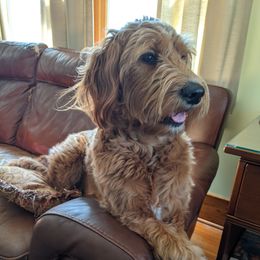 Abby - Goldendoodle