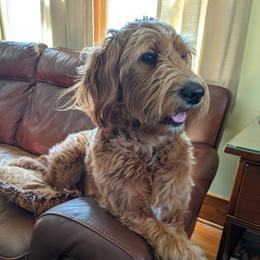 Abby - Goldendoodle