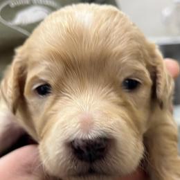 Willie Pep - Cream male Pyredoodle puppy in Prescott, Washington from Washington Pyredoodles