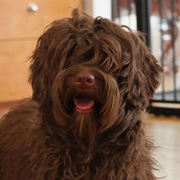 Tootsie - Australian Labradoodle