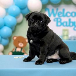 Hefner - Black male Pug puppy in Broadway, Virginia from Colebrook Posh Pugs