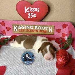 Story - Piebald male Dachshund puppy in Clearlake Oaks, California from K’s Homestead