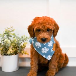 Bernedoodle and Goldendoodle Puppies from Sun Valley Goldendoodles