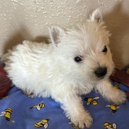 Casper - White male West Highland White Terrier puppy in Park Rapids, Minnesota from Peggy’s Terriers
