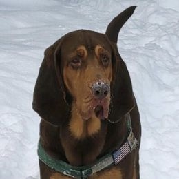 Bloodhounds from Tamaron Ranch Bloodhounds