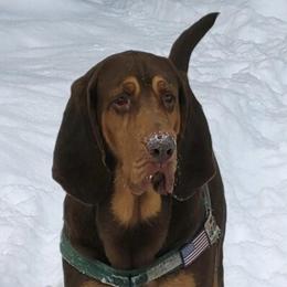 Bloodhounds from Tamaron Ranch Bloodhounds