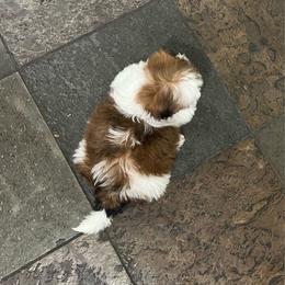 Pablo - Red and white male Shih Tzu puppy in Eastvale, California from Gigi’s Shih tzu